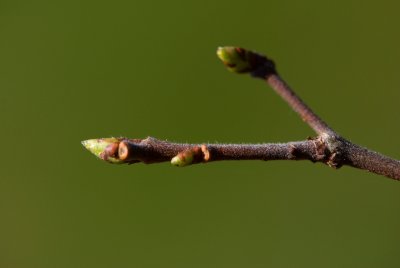 Planera aquatica - planera bažinná, vodní jilm - pupen